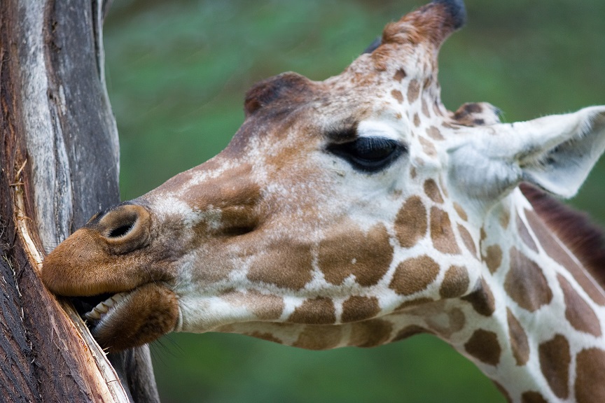 Fun Dental Facts on World Giraffe Day