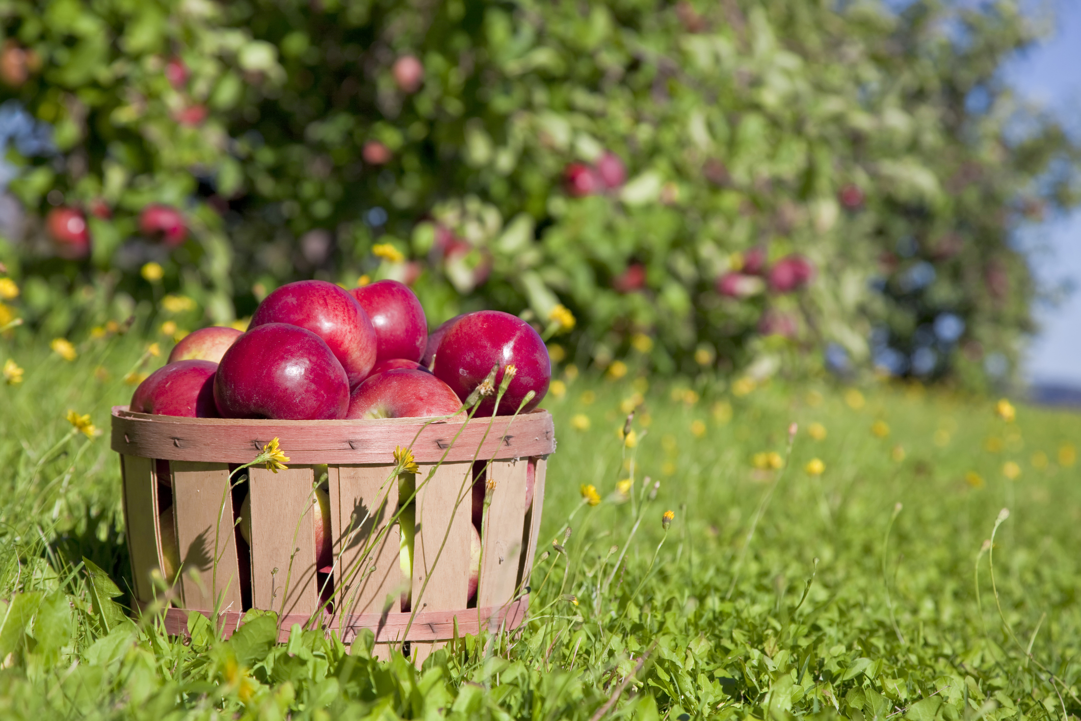 Johnny Appleseed Day