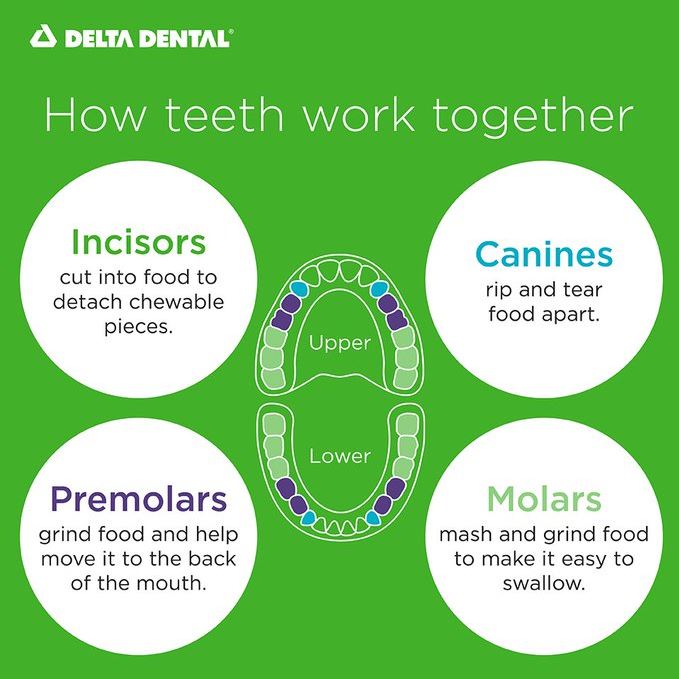 How Much Do You Know About Your Teeth?
