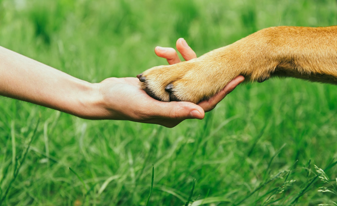 Facility Dogs and Dental Anxiety