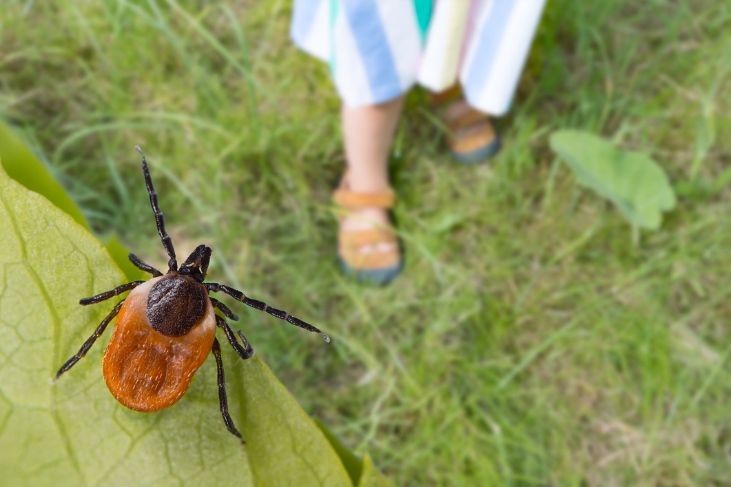 How A Tick Bite Can Harm Your Smile