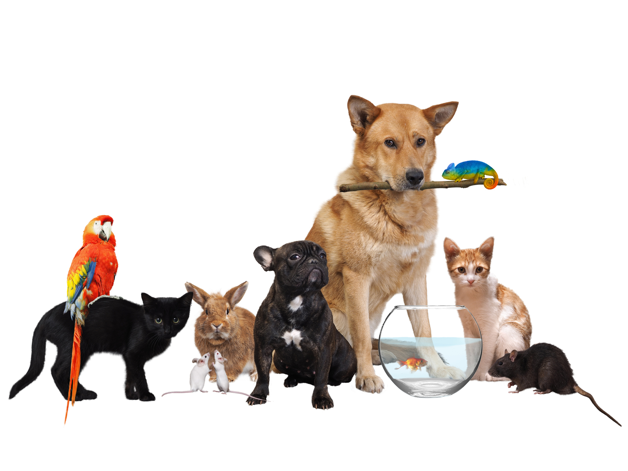Favero Family Dental Show Your Pet You Care favero-family-dental-show-your-pet-you-care