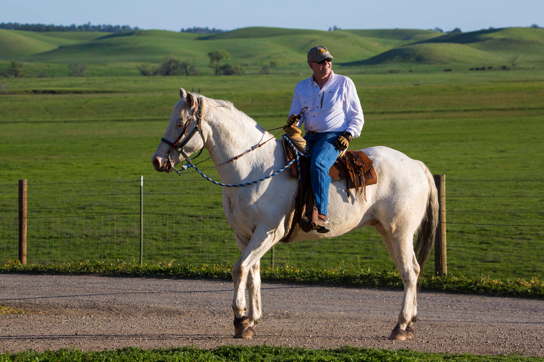 The Connection Between Stress in the Dental Profession and Horses