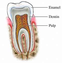 tooth_structure4